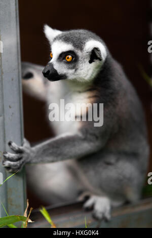 Anello lemure codato Foto Stock