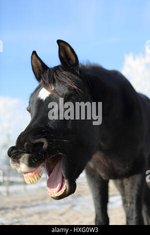 Arabian Horse. Ritratto di castrazione nero in inverno, sbadigli. Germania Foto Stock