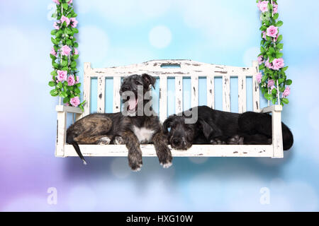 Irish Wolfhound. Due cuccioli (9 settimane di età) giacente su un portico swing. Studio Immagine contro uno sfondo blu. Germania Foto Stock