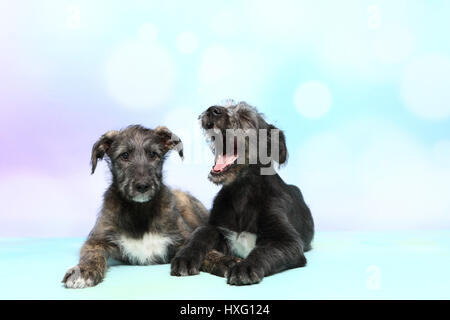 Irish Wolfhound. Due cuccioli (9 settimane di età) che giace accanto a ciascun altro, uno di loro è enorme. Studio Immagine contro uno sfondo blu. Germania Foto Stock