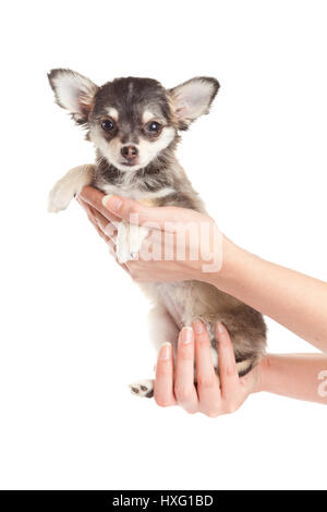 Mani cucciolo.piccolo cucciolo seduto sul palm. chihuahua cane isolato su sfondo bianco Foto Stock