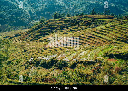 Meravigliose terrazze di riso nelle montagne della regione di Sapa in Vietnam Foto Stock