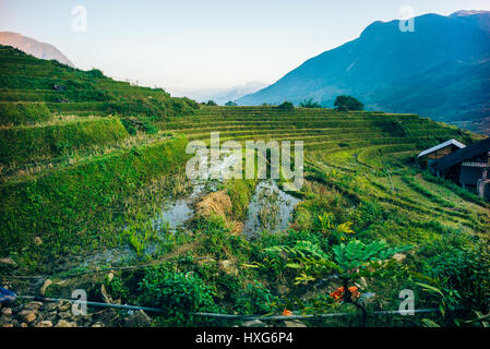 Meravigliose terrazze di riso nelle montagne della regione di Sapa in Vietnam Foto Stock