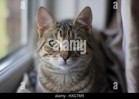 Ritratto di green eyed tabby cat seduto nella finestra Foto Stock