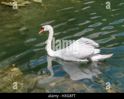 Il White Swan nel lago Mosigo vicino a Dolomiti italiane scenario delle Alpi Foto Stock