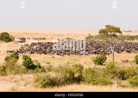 I turisti in veicolo per guardare la grande mandria di gnu su Savannah, il Masai Mara Foto Stock