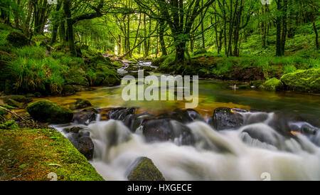 Nizza, giornata di sole a Golitha Falls, Bodmin Moor, Cornwall. Foto Stock