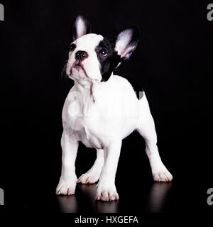 Bulldog francese su sfondo nero . Foto Stock