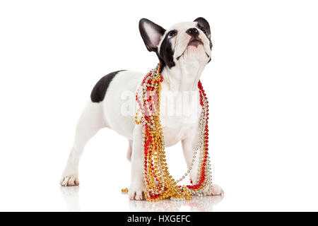 Adorable bulldog francese che indossa gioielli su sfondo bianco. Bulldog francese cucciolo ritratto su sfondo bianco Foto Stock