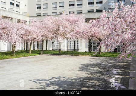 Albero di pesco in fiore su una piazza della città Foto Stock