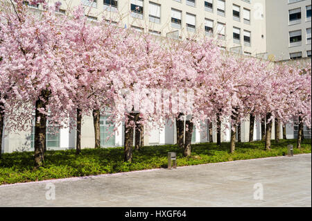 Albero di pesco in fiore su una piazza della città Foto Stock