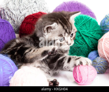 Gattino con sfere di thread. piccolo gattino su sfondo bianco. Foto Stock