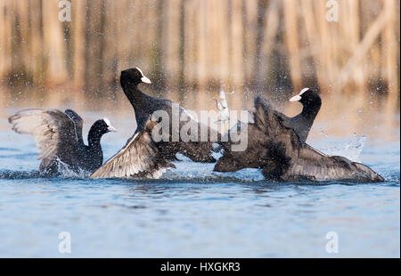 Coppia di rivale Folaghe (fulica atra) la lotta per il predominio, Warwickshire Foto Stock