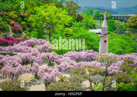 Hiroshima, Giappone - 3 Maggio 2013: la gente camminare e rilassarsi nel parco Senkoji con splendida fioritura glicine. Foto Stock