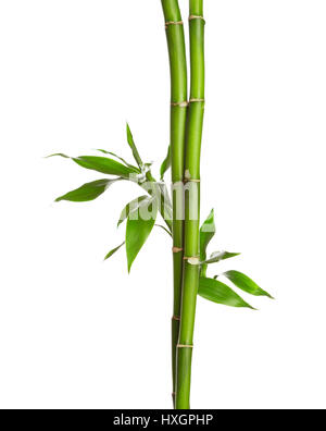 Rami di bambù isolati su sfondo bianco. Foto Stock