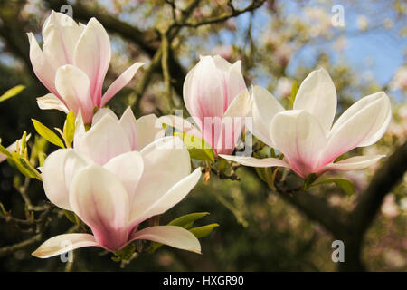 Bloomy albero di magnolia con grandi fiori di colore rosa Foto Stock