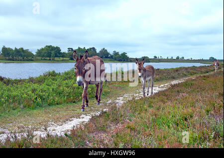 Asini in New Forest, Hampshire, Inghilterra Foto Stock