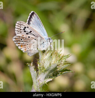 Chalkhill maschio blue butterfly Polyommatus ( Lysandra coridon ) su thistle bud al Portland Bill in Dorset Foto Stock