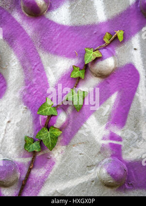 Ivy shoot Hedera helix growing over purple graffiti on an iron bridge in Bristol UK Foto Stock