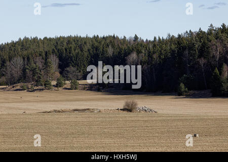 Campagna in Bogesundslandet, vicino a Vaxholm, Svezia Foto Stock