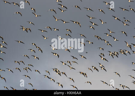 Gregge di battenti Barnacle goose Branta leucopsis Foto Stock