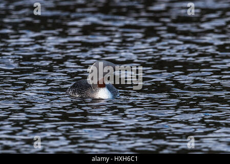 Star divers red-throated loon rosso-throated diver Gavia stellata sulle sponde di un lago in Svezia Foto Stock