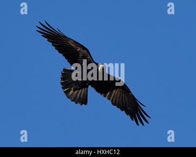 Rook in volo con i cieli blu in background Foto Stock