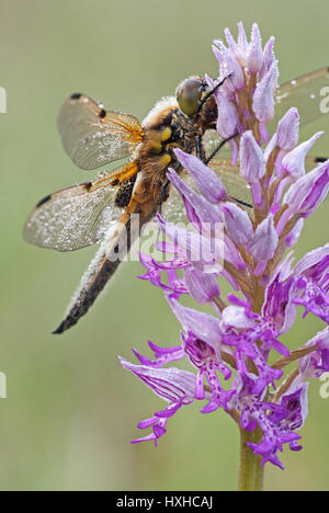 Quattro-spotted chaser (Libellula quadrimaculata) dragonfly in appoggio su un orchidea militare (Orchis militaris). Foto Stock