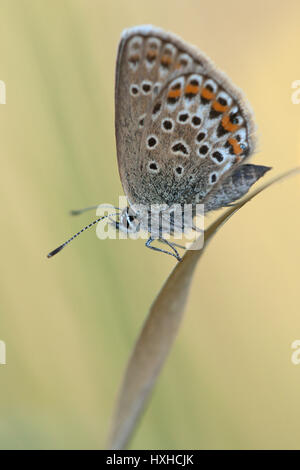 Argento-blu chiodati (Plebejus argus) su una lama di erba. Foto Stock