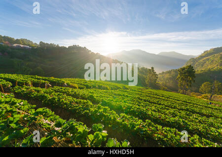 Campo di fragole e sole al mattino a Doi Angkhang Chiang Mai Thailandia Foto Stock