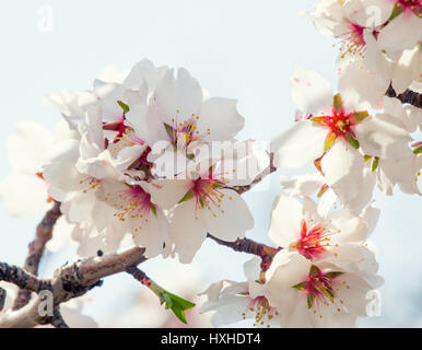 Grappolo di fiori di colore rosa di albicocca tree contro il cielo blu Foto Stock