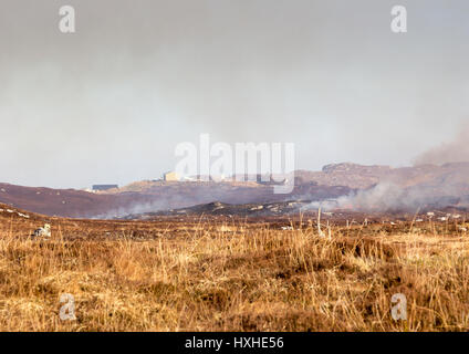 Gorse bruciore, isola di Lewis, Western Isles, Ebridi Esterne, Scotland, Regno Unito Foto Stock