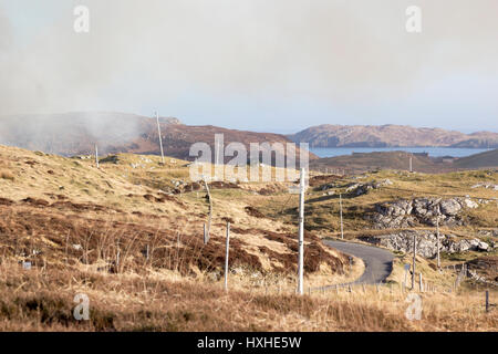 Gorse bruciore, isola di Lewis, Western Isles, Ebridi Esterne, Scotland, Regno Unito Foto Stock