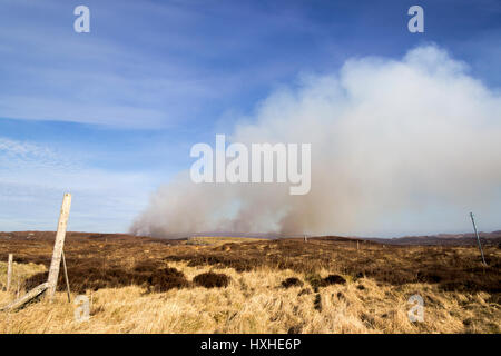 Gorse bruciore, isola di Lewis, Western Isles, Ebridi Esterne, Scotland, Regno Unito Foto Stock