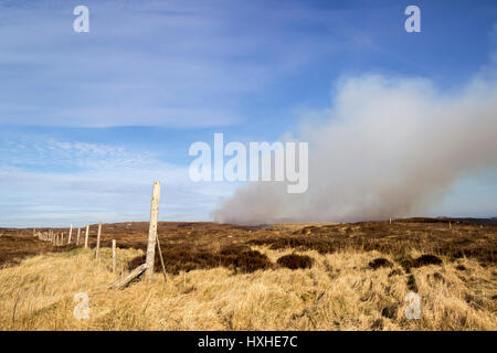 Gorse bruciore, isola di Lewis, Western Isles, Ebridi Esterne, Scotland, Regno Unito Foto Stock