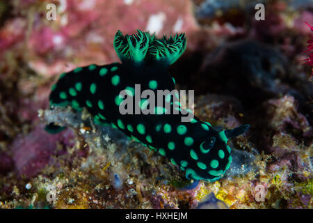 Un nudibranch (Nembrotha cristata) esamina su una barriera corallina in Raja Ampat, Indonesia. Questa regione è nota per la sua spettacolare della biodiversità marina. Foto Stock