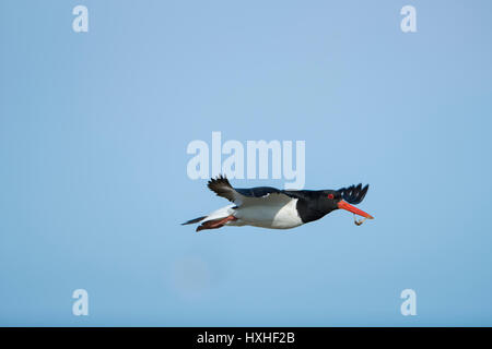 Un Eurasian Oystercatcher (Haematopus ostralegus) in volo portano il cibo nel becco, Rye harbour Riserva Naturale, East Sussex, Regno Unito Foto Stock