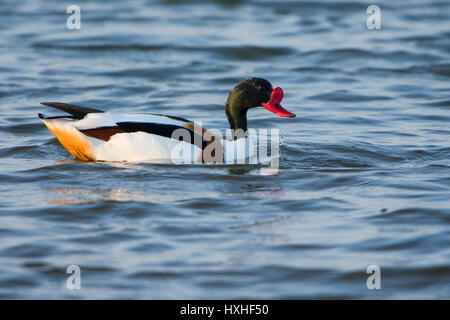 Un maschio Shelduck comune (Tadorna ferruginea) in poco profonde acque blu, segala Harbour riserva naturale, East Sussex, Regno Unito Foto Stock