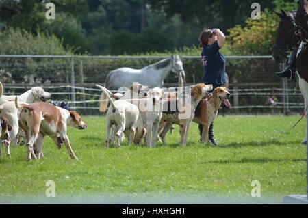 Hounds pronto per la loro caccia a un cane e cavallo serata di spettacolo nel Cheshire. Foto Stock