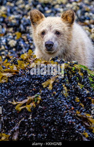 Grizzly Bear Cub peaking da dietro una roccia, carino e adorabile, lungo la bassa marea della linea in ingresso del cavaliere, British Columbia, Canada. Ursus arctos Foto Stock