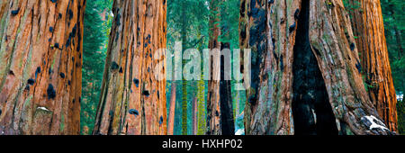 Sequoia gigante alberi (Sequoiadendron giganteum) a Sequoia National Park in inverno, California, Stati Uniti d'America. Foto Stock