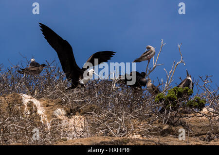 Un bambino Frigatebird sbarco nelle Isole Galapagos. Foto Stock