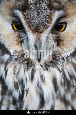 Gufo grazioso Foto Stock