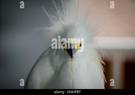 Closeup ritratto di Snowy Garzetta (Egretta thuja) vicino a Englewood, Florida, Stati Uniti d'America. Foto Stock