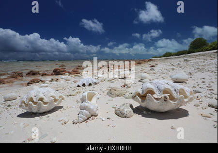 Natural conchiglie sulla spiaggia tropicale, l'isola di Christmas, Kiribati Foto Stock