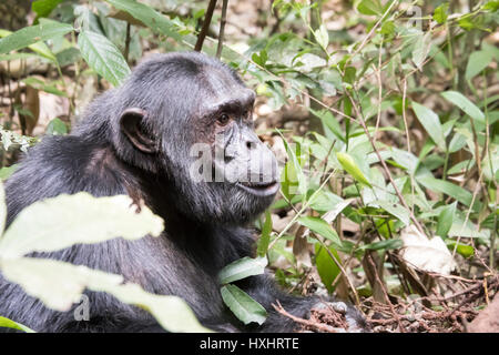 Adulto abituare uno scimpanzé in Kibale National Park, Uganda. Foto Stock