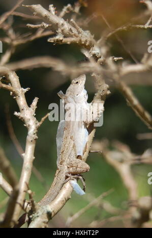 lucertola, Foto Stock