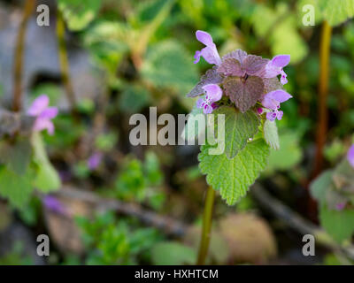 Lamium purpureum in fiore all'inizio della primavera Foto Stock