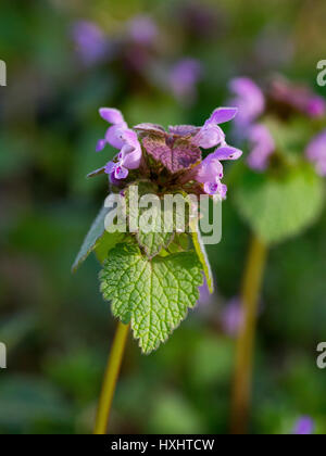 Lamium purpureum in fiore all'inizio della primavera Foto Stock
