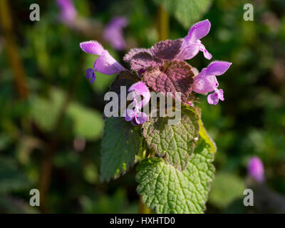 Lamium purpureum in fiore all'inizio della primavera Foto Stock